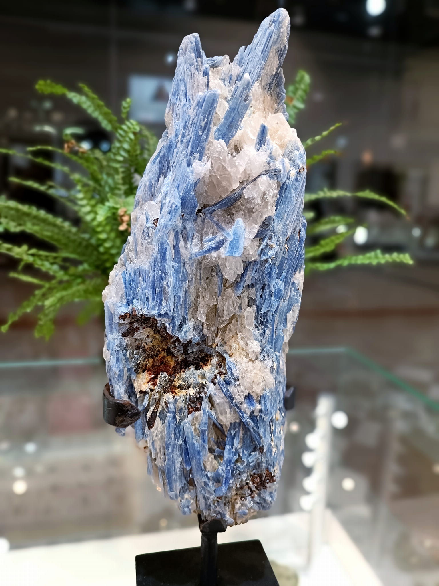 Zbliżenie na strukturę kryształów niebieskiego kyanitu na szklanej półce, minerał naturalny Brazi.