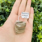 Pierścionek Skrzemieniałe Drewno Brąz rozmiar 7