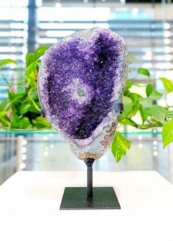 Naturalna szczotka ametystu z Urugwaju na stojaku, frontowy widok ciemnofioletowych kryształów, Brazi.